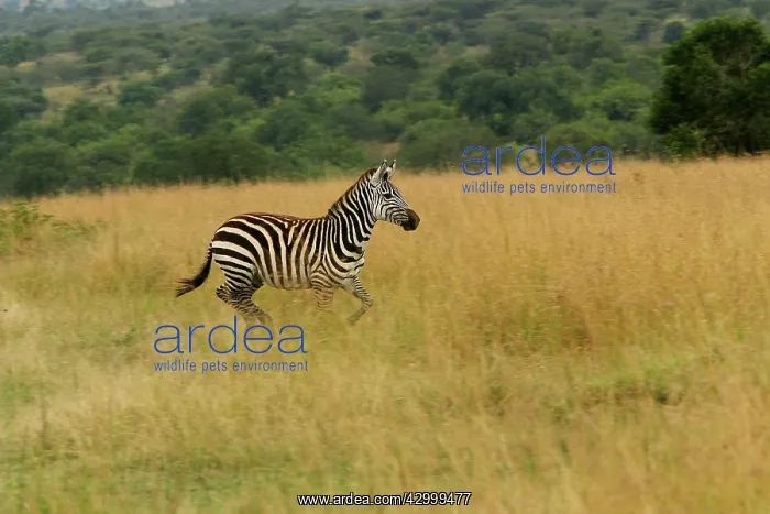 : Burchell's Zebra : Burchell's Zebra