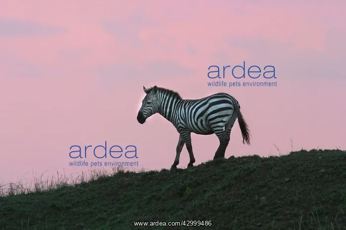 : Burchell's Zebra : Burchell's Zebra