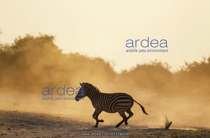 : Burchell's Zebra : Burchell's Zebra