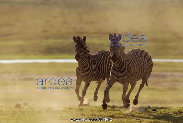 : Burchell's Zebra : Burchell's Zebra