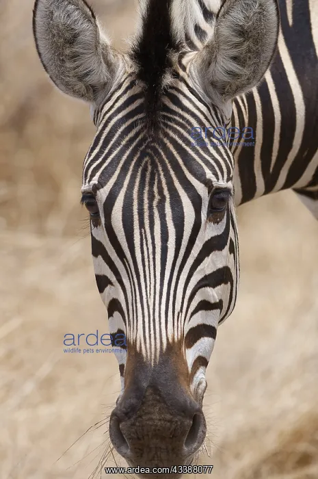 : Burchells Zebra : Burchells Zebra
