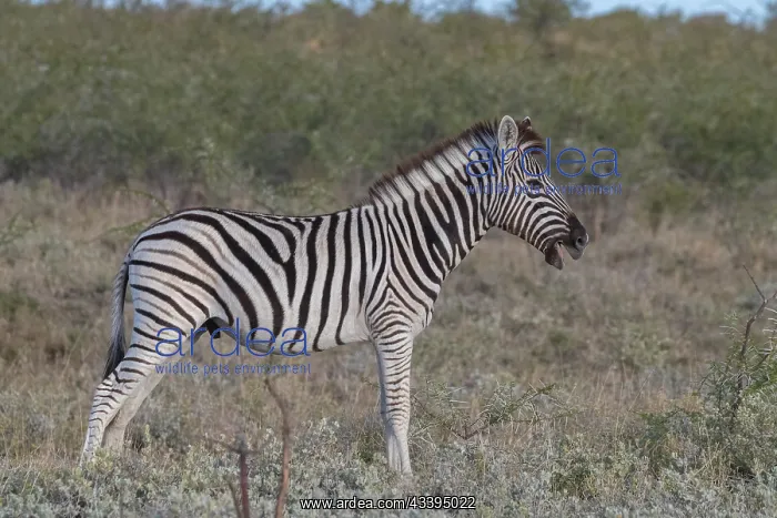 : BURCHELL'S ZEBRA : BURCHELL'S ZEBRA