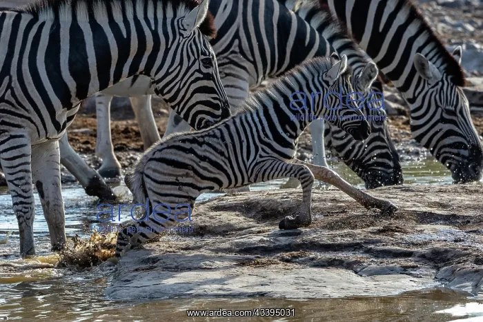: BURCHELL'S ZEBRA : BURCHELL'S ZEBRA