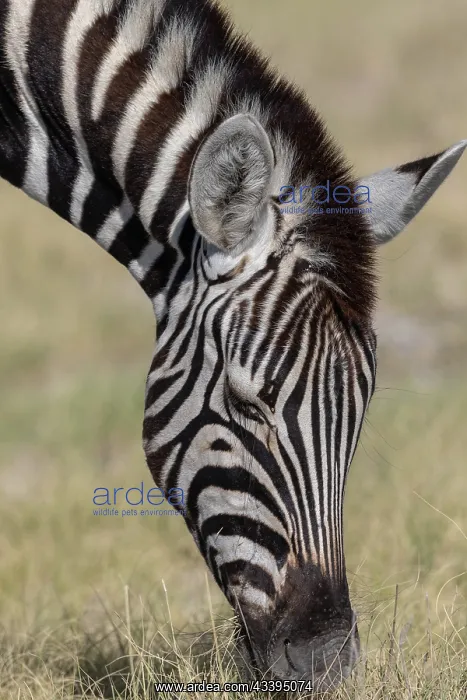 : BURCHELL'S ZEBRA : BURCHELL'S ZEBRA