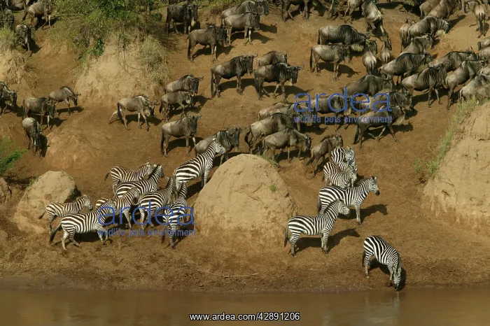 : Burchell's Zebra - with Blue Wildebeest / Brindled : Burchell's Zebra - with Blue Wildebeest / Brindled