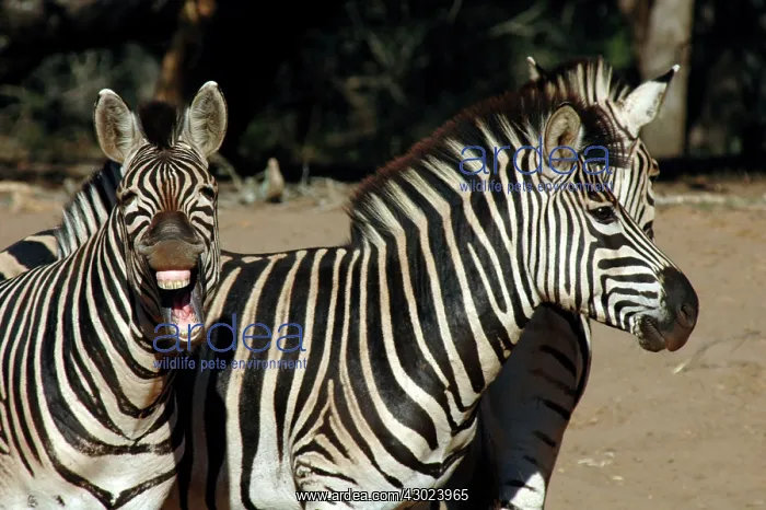: Burchell's Zebra braying : Burchell's Zebra braying