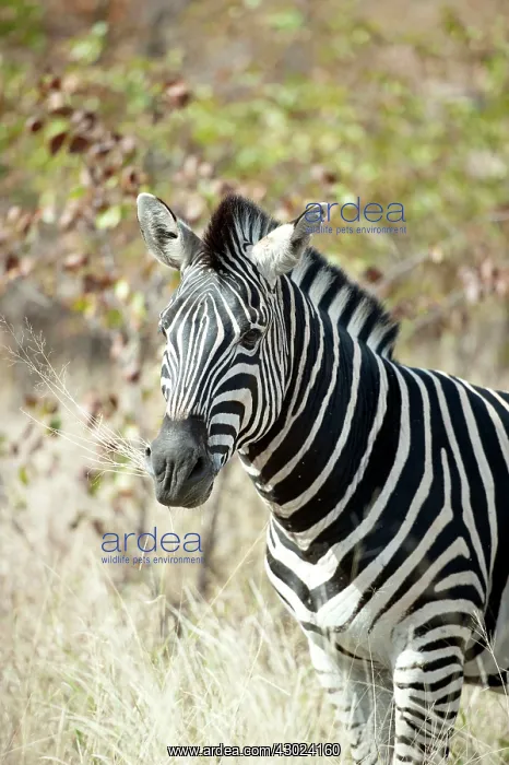 : Burchell's Zebra chewing grass : Burchell's Zebra chewing grass