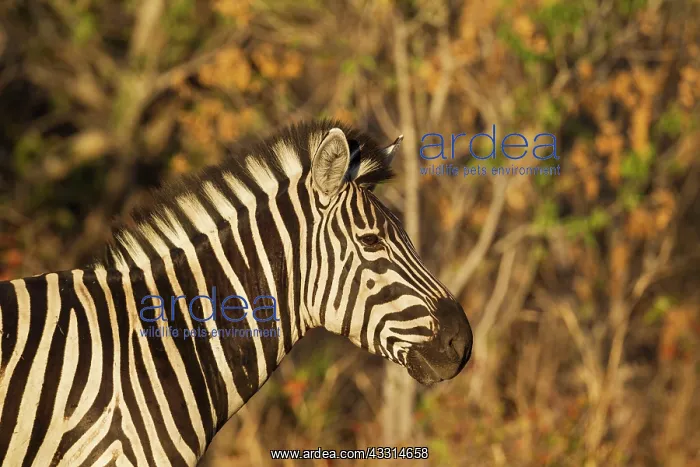: Burchell's Zebra - close-up in the last light of the evening : Burchell's Zebra - close-up in the last light of the evening