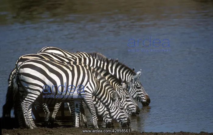 : Burchell's Zebra - drinking : Burchell's Zebra - drinking