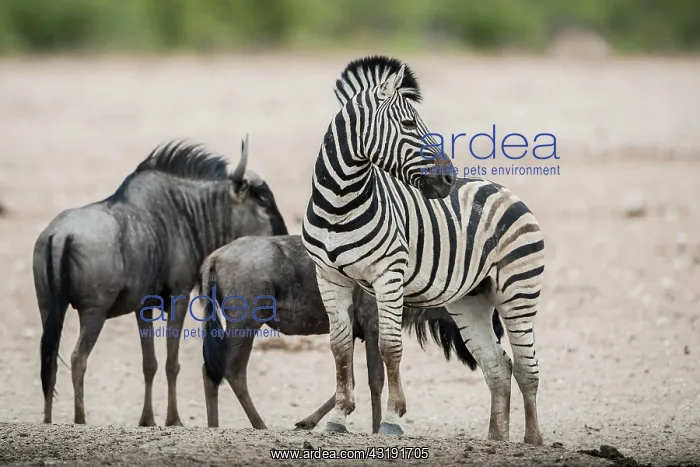 : Burchell's zebra (Equus burchelli) and blue wildebeest : Burchell's zebra (Equus burchelli) and blue wildebeest
