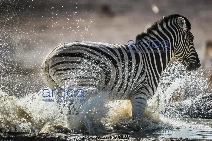 : Burchell's zebra (Equus burchelli) escapes from : Burchell's zebra (Equus burchelli) escapes from