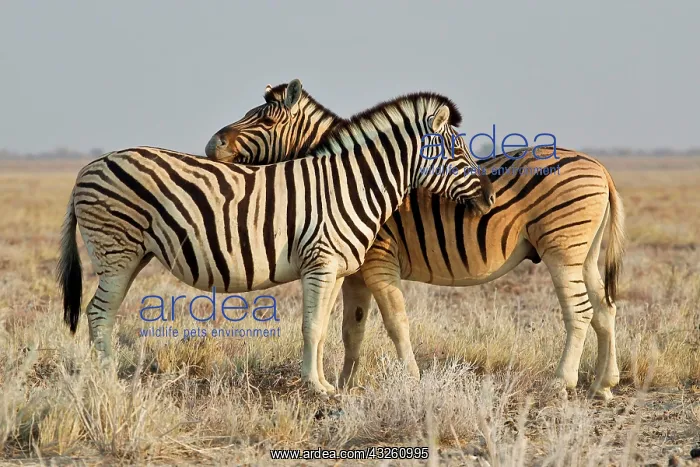  : Two burchells zebra (Equus burchelli) Etosha National