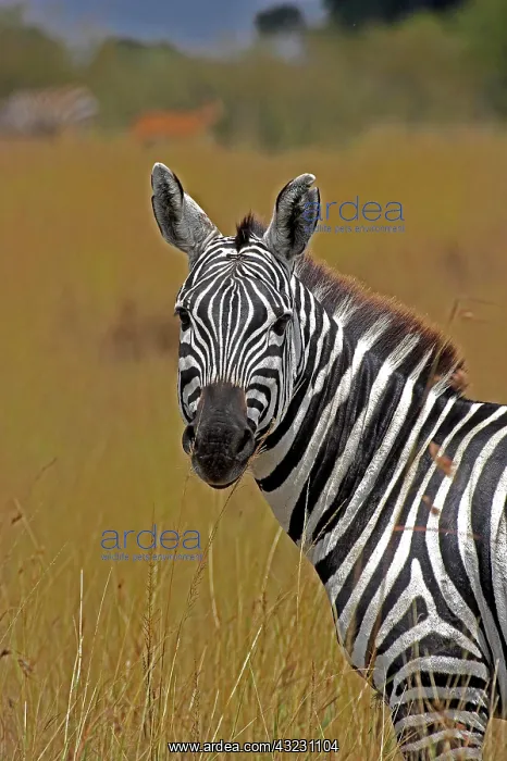: BURCHELL'S ZEBRA (equus burchelli), PORTRAIT OF : BURCHELL'S ZEBRA (equus burchelli), PORTRAIT OF