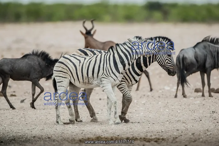 : Burchell's zebra (Equus burchelli) quarrelling at : Burchell's zebra (Equus burchelli) quarrelling at