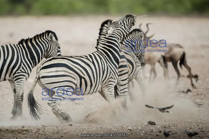 : Burchell's zebra (Equus burchelli) quarrelling at : Burchell's zebra (Equus burchelli) quarrelling at
