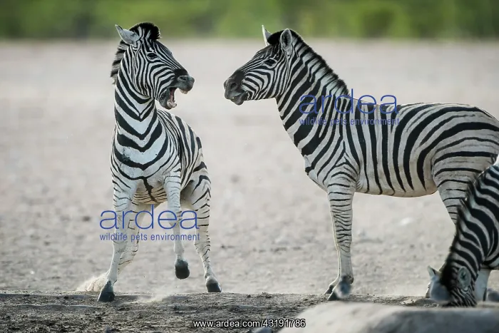 : Burchell's zebra (Equus burchelli) quarrelling at : Burchell's zebra (Equus burchelli) quarrelling at