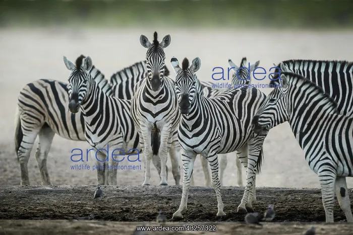 : Burchell's zebra (Equus burchelli) at a waterhole : Burchell's zebra (Equus burchelli) at a waterhole