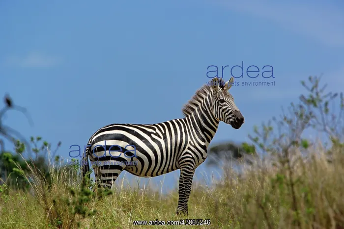 : Burchell's Zebra, Equus burchellii, Masai : Burchell's Zebra, Equus burchellii, Masai