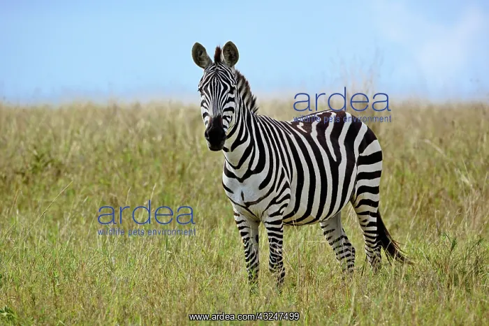 : Burchell's Zebra, Equus burchellii, Masai : Burchell's Zebra, Equus burchellii, Masai