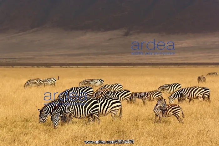 : Burchell's Zebra, Equus burchellii, Ngorongoro : Burchell's Zebra, Equus burchellii, Ngorongoro