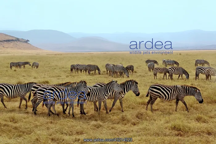 : Burchell's Zebra, Equus burchellii, Ngorongoro : Burchell's Zebra, Equus burchellii, Ngorongoro