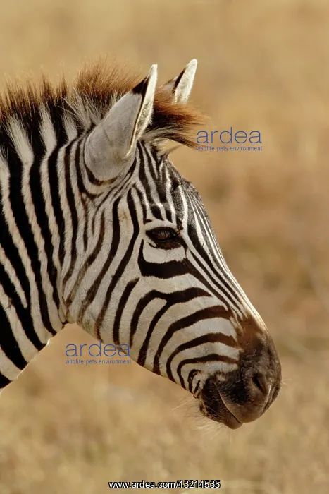 : Burchell's Zebra, Equus burchellii, Ngorongoro : Burchell's Zebra, Equus burchellii, Ngorongoro