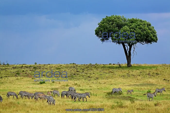: Burchell's Zebra, Equus burchellii, Serengeti : Burchell's Zebra, Equus burchellii, Serengeti