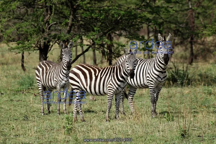 : Burchell's Zebra, Equus burchellii, Serengeti : Burchell's Zebra, Equus burchellii, Serengeti