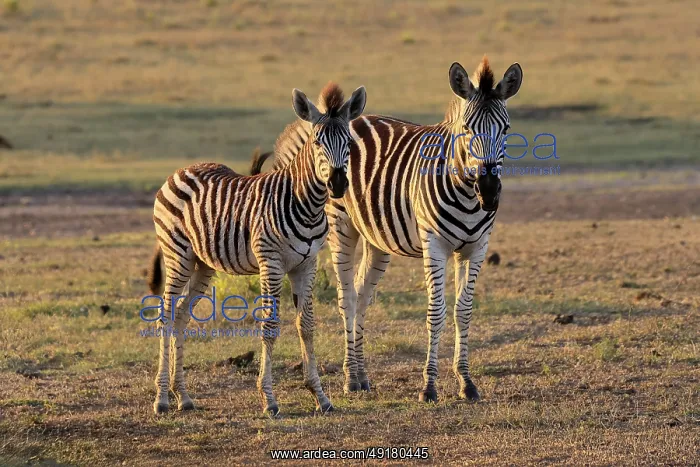 : Burchell's zebra (Equus quagga burchelli) : Burchell's zebra (Equus quagga burchelli)