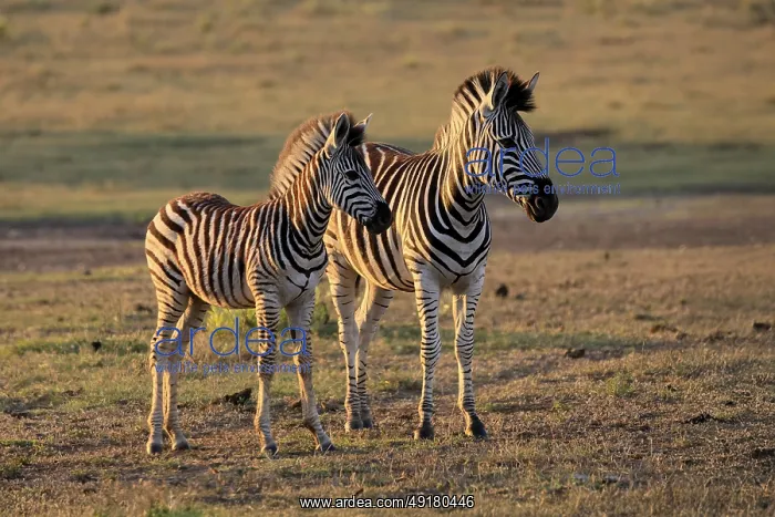 : Burchell's zebra (Equus quagga burchelli) : Burchell's zebra (Equus quagga burchelli)