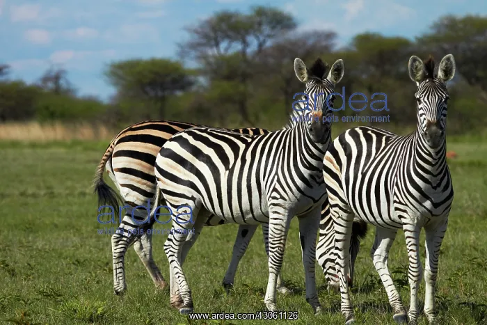 : Burchell's zebra ( Equus quagga burchellii : Burchell's zebra ( Equus quagga burchellii