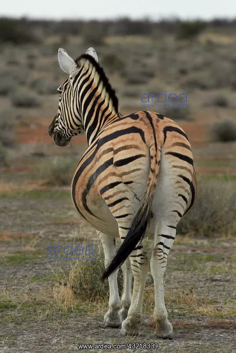: Burchell's zebra ( Equus quagga burchellii : Burchell's zebra ( Equus quagga burchellii