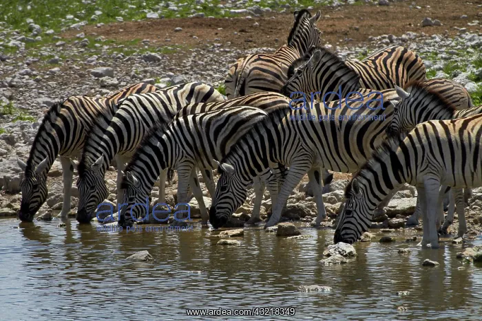 : Burchell's zebra ( Equus quagga burchellii : Burchell's zebra ( Equus quagga burchellii