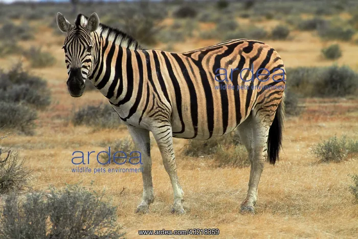 : Burchell's zebra ( Equus quagga burchellii : Burchell's zebra ( Equus quagga burchellii