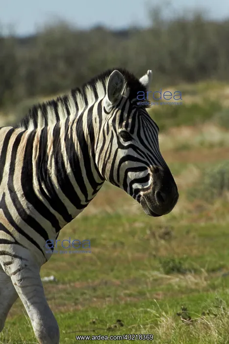 : Burchell's zebra ( Equus quagga burchellii : Burchell's zebra ( Equus quagga burchellii