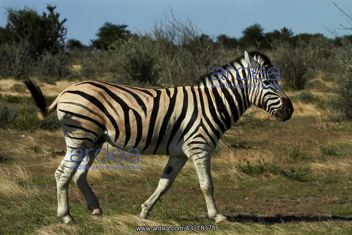  : Burchell's zebra ( Equus quagga burchellii