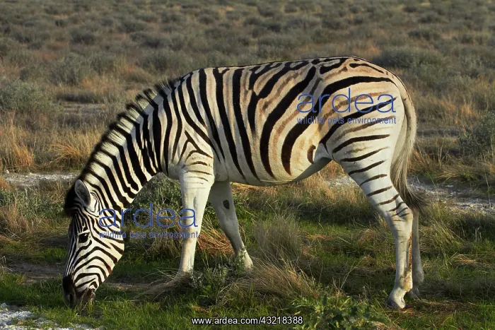 : Burchell's zebra ( Equus quagga burchellii : Burchell's zebra ( Equus quagga burchellii