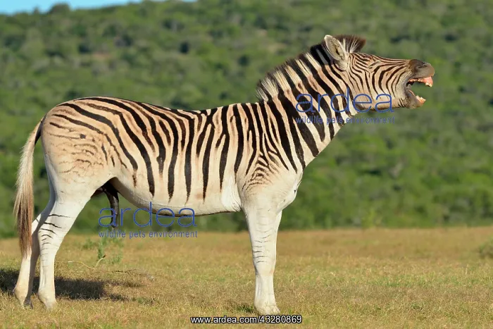 : Burchell's zebra (Equus quagga burchellii), neighing : Burchell's zebra (Equus quagga burchellii), neighing