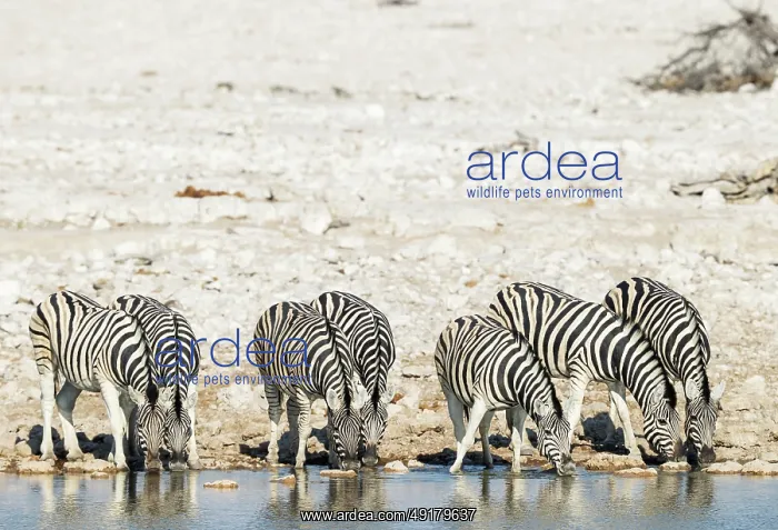 : Burchell's Zebra (Equus quagga burchellii) : Burchell's Zebra (Equus quagga burchellii)