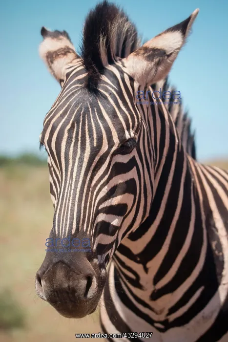 : Burchell's Zebra (Equus Quagga burchellii), Addo : Burchell's Zebra (Equus Quagga burchellii), Addo