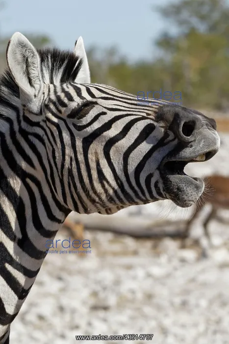 : Burchells zebra (Equus quagga burchellii), adult : Burchells zebra (Equus quagga burchellii), adult