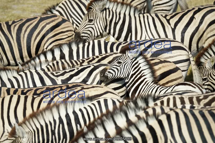 : Burchells zebra (Equus quagga burchellii) herd s : Burchells zebra (Equus quagga burchellii) herd s