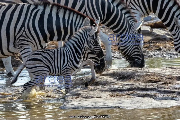 : Burchells zebra (Equus quagga burchellii) young : Burchells zebra (Equus quagga burchellii) young
