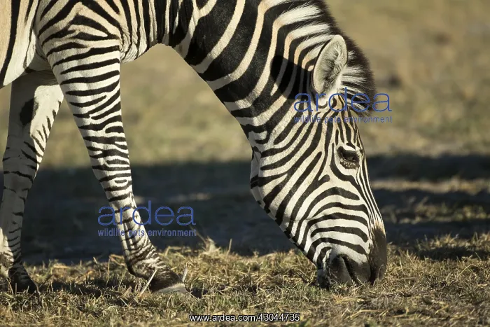: Burchell's zebra - feeding - Botswana, Africa : Burchell's zebra - feeding - Botswana, Africa