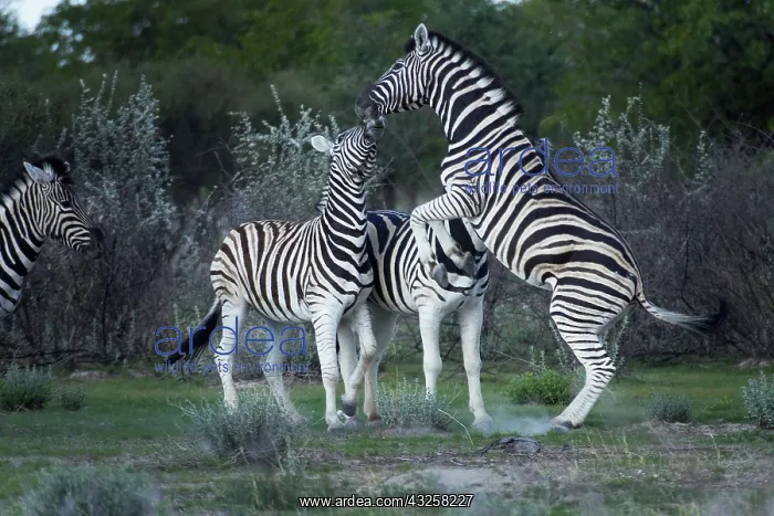  : Burchell's zebra fighting ( Equus quagga