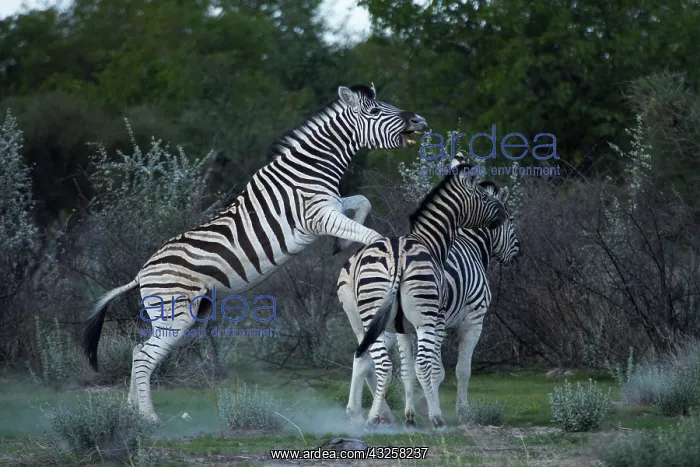 : Burchell's zebra fighting ( Equus quagga : Burchell's zebra fighting ( Equus quagga