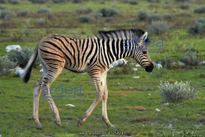 : Burchell's zebra foal ( Equus quagga burchellii : Burchell's zebra foal ( Equus quagga burchellii