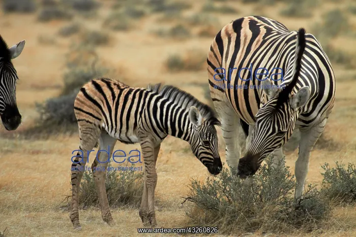  : Burchell's zebra foal and mother ( Equus