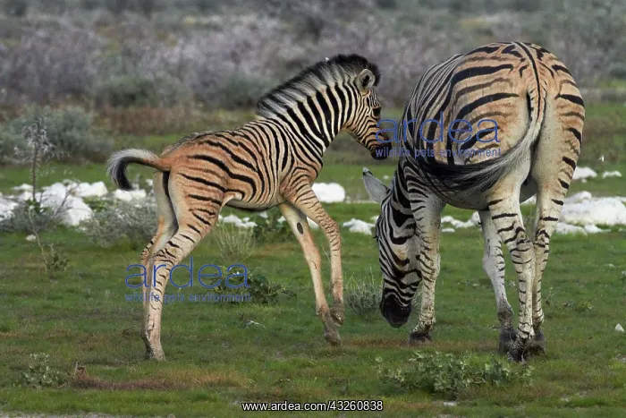 : Burchell's zebra foal and mother ( Equus : Burchell's zebra foal and mother ( Equus