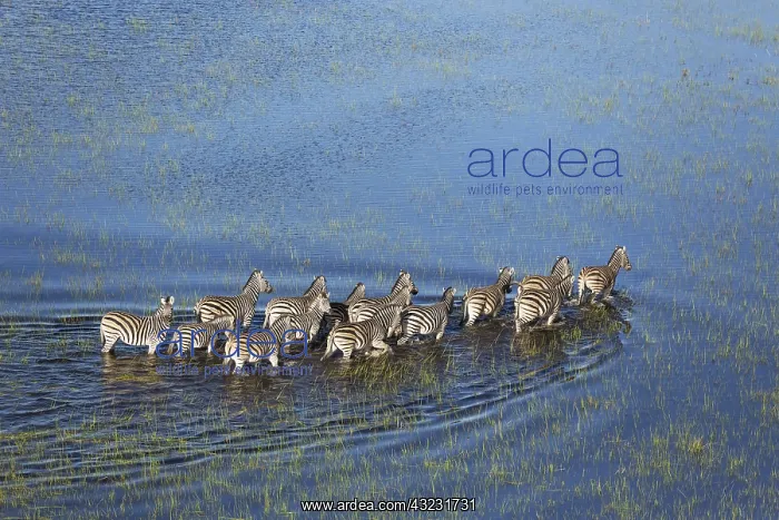 : Burchell's Zebra - in a freshwater marsh - aerial : Burchell's Zebra - in a freshwater marsh - aerial